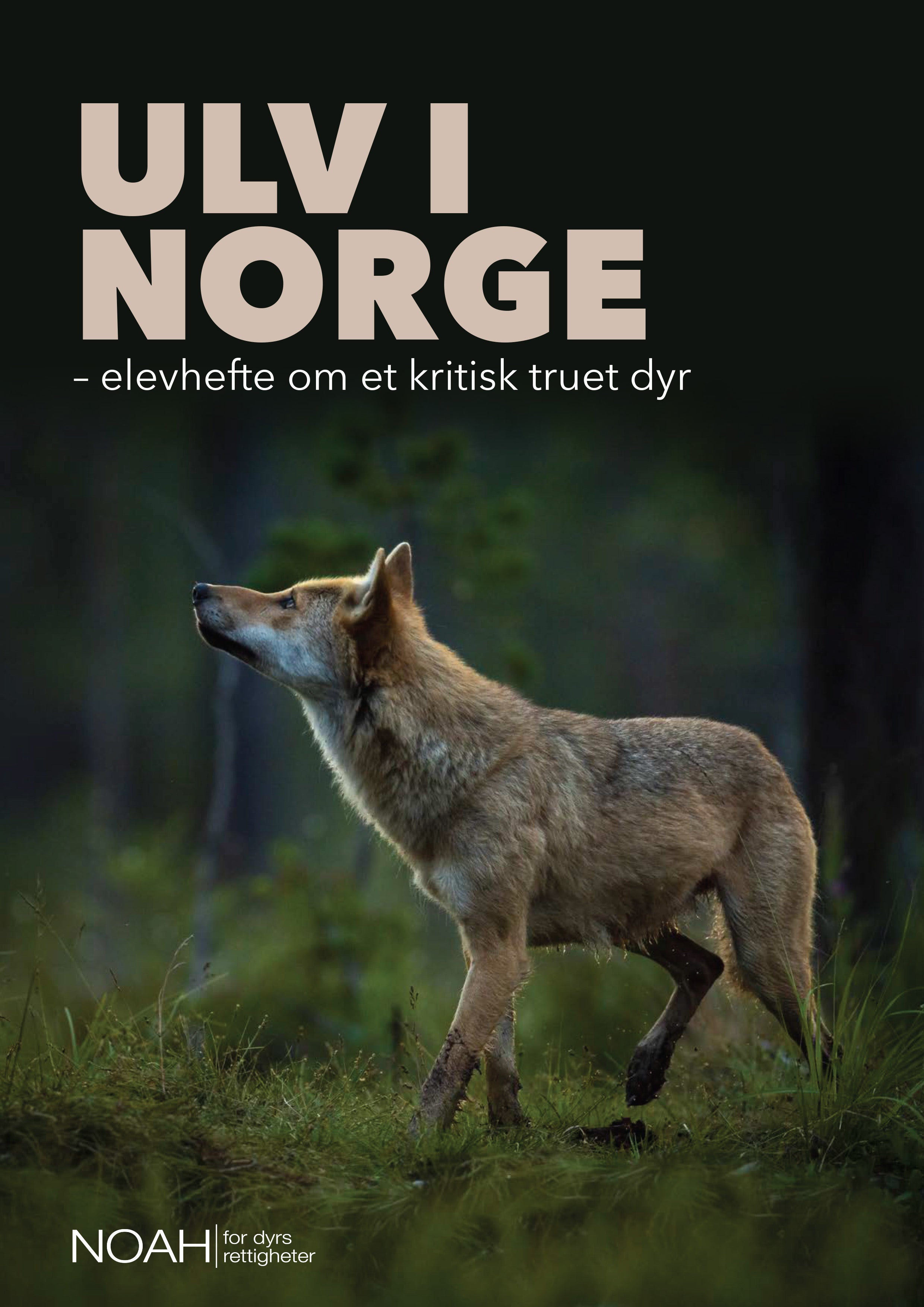 Ulv i Norge – elevhefte om et kritisk truet dyr (Kun for skoler)