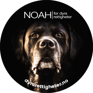 Button: Hund, NOAH
