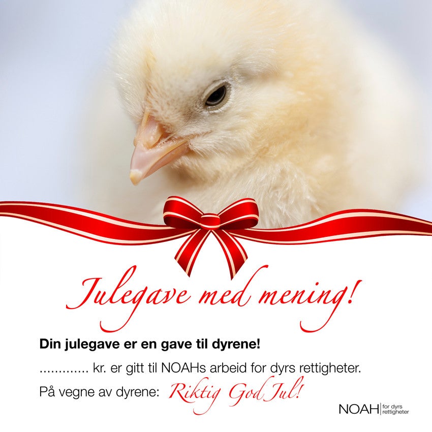 Julegavekort med bilde av en kylling og teksten: "Julegave med mening! Din julegave er en julegave til dyrene! ... kr er gitt til NOAHs arbeid for dyrs rettigheter. På vegne av dyrene: Riktig god jul!"