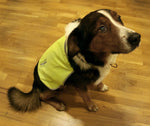 Last inn bildet i Galleri-visningsprogrammet, Refleksvest for hund
